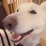 ナデナデが大好きでおっとりした大型犬→パピー時代を見てみると…意外すぎる光景が10万再生「天使のような可愛さ」「想像がつかないｗ」の声(ブログ)