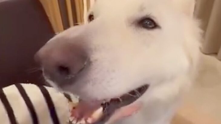 ナデナデが大好きでおっとりした大型犬→パピー時代を見てみると…意外すぎる光景が10万再生「天使のような可愛さ」「想像がつかないｗ」の声(ブログ)