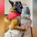 おばあちゃんにおんぶしてもらった大型犬→降ろそうとした次の瞬間…人の子供のような『まさかの行動』に絶賛の声「大きな赤ちゃんｗ」「笑った」(ブログ)