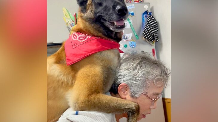 おばあちゃんにおんぶしてもらった大型犬→降ろそうとした次の瞬間…人の子供のような『まさかの行動』に絶賛の声「大きな赤ちゃんｗ」「笑った」(ブログ)