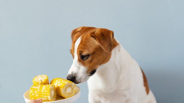 犬に『トウモロコシ』を与えるときの絶対NG行為5選　食べさせる際の注意点まで(ブログ)