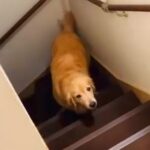 寝ようとすると2階に上がってくる大型犬→なぜか階段の途中で止まってしまい…優しい世界すぎる『尊い行動』が18万再生「癒された」「泣ける」(ブログ)