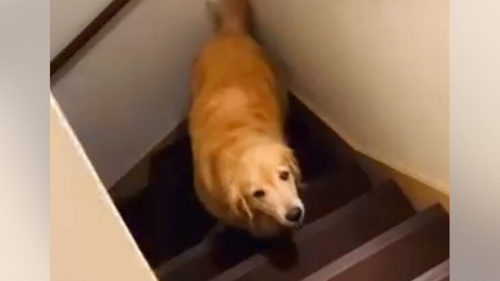 寝ようとすると2階に上がってくる大型犬→なぜか階段の途中で止まってしまい…優しい世界すぎる『尊い行動』が18万再生「癒された」「泣ける」(ブログ)
