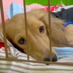 不安げな顔の元繁殖犬→帰宅のたびに様子を撮り続けた結果…思わず涙する『6ヶ月後の光景』が16万再生「全然表情が違う」「応援してる」と感動(ブログ)