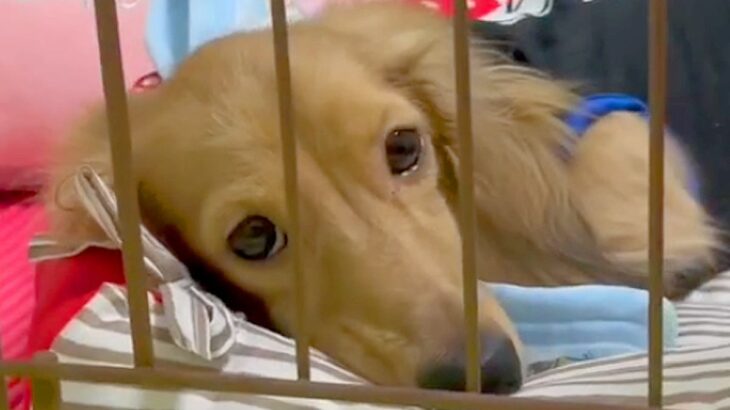 不安げな顔の元繁殖犬→帰宅のたびに様子を撮り続けた結果…思わず涙する『6ヶ月後の光景』が16万再生「全然表情が違う」「応援してる」と感動(ブログ)