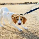 愛犬が急に動かなくなる5つの理由　病院に連れて行くべき？適切な対処法を解説(ブログ)
