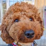 表情すらも無くなり『生きる力を失いかけていた犬』…嘘のような『１年後の光景』が感動的だと37万再生「楽しく幸せな毎日を過ごして」の声(ブログ)
