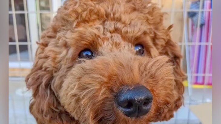 表情すらも無くなり『生きる力を失いかけていた犬』…嘘のような『１年後の光景』が感動的だと37万再生「楽しく幸せな毎日を過ごして」の声(ブログ)