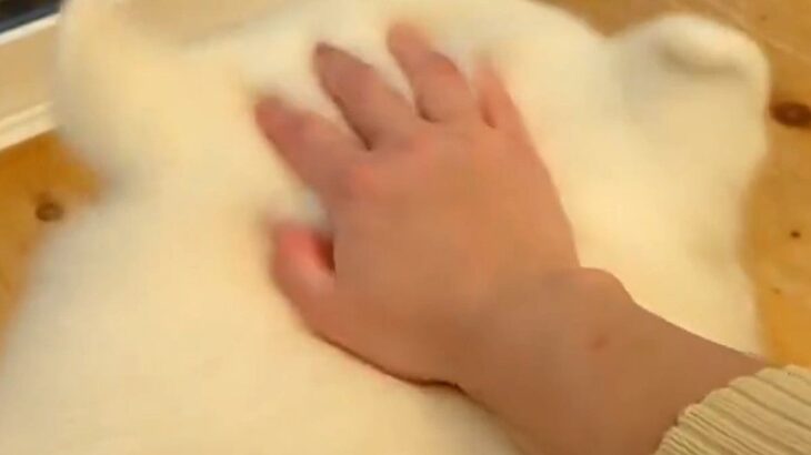 『耳が柔らかすぎる大型犬』頭を撫でていたら…想像以上だった『あまりにも可愛すぎる光景』に4万いいねの反響「たまらん」「ずっと見てたい」(ブログ)