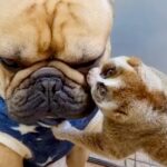 『スローロリスと犬』違う種族でも仲良しさが伝わる光景にほっこりが止まらない「優しいが溢れてる」「可愛すぎ」と39万再生(ブログ)