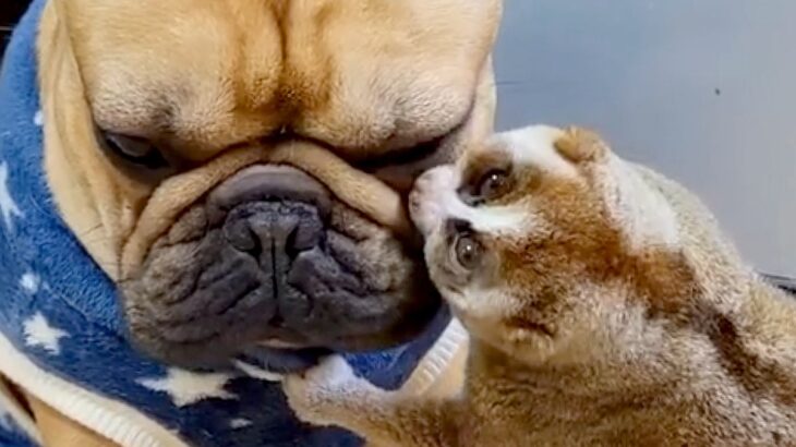 『スローロリスと犬』違う種族でも仲良しさが伝わる光景にほっこりが止まらない「優しいが溢れてる」「可愛すぎ」と39万再生(ブログ)