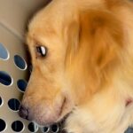 行き場を失い『何も期待していない目』をした2歳の大型犬を保護→全力でお世話をしたら…涙腺崩壊する『心が変化した瞬間』に791万再生の反響(ブログ)