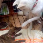 『危険な犬種』と言われる紀州犬が、3本足の子犬に…想像とは裏腹な『まさかの行動』が5万再生「素晴らしい」「全人類見習いたい」と称賛(ブログ)