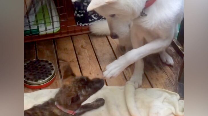 『危険な犬種』と言われる紀州犬が、3本足の子犬に…想像とは裏腹な『まさかの行動』が5万再生「素晴らしい」「全人類見習いたい」と称賛(ブログ)