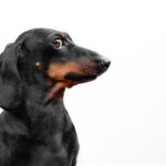 『しつけ』があまりできていない犬の共通点５選　外出時トラブルの原因となることも…(ブログ)