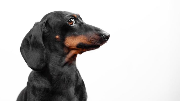 『しつけ』があまりできていない犬の共通点５選　外出時トラブルの原因となることも…(ブログ)