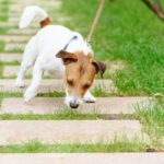犬が『食糞』をしようとする心理3つ　なぜ食べてしまうの…？原因から対処法まで(ブログ)