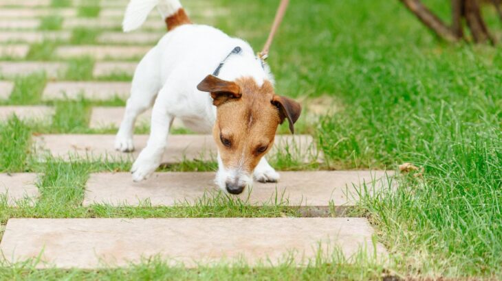 犬が『食糞』をしようとする心理3つ　なぜ食べてしまうの…？原因から対処法まで(ブログ)