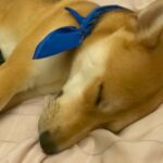 お父さんが体調不良に→犬が部屋へとやってきて…思わず感動する『朝まで看病』が6万再生「賢くて優しい」「どんな薬より心が温かくなる」(ブログ)