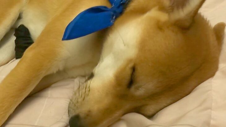 お父さんが体調不良に→犬が部屋へとやってきて…思わず感動する『朝まで看病』が6万再生「賢くて優しい」「どんな薬より心が温かくなる」(ブログ)