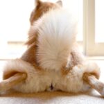 犬の『おなら』が臭うときの原因4つ　病気が隠れている可能性も…？注意すべき症状まで(ブログ)
