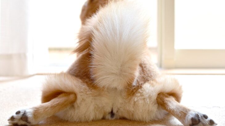 犬の『おなら』が臭うときの原因4つ　病気が隠れている可能性も…？注意すべき症状まで(ブログ)