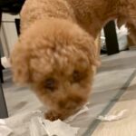 夢中でひとり遊びしている犬→振り向いたと思ったら…予想外すぎる『まさかの顔面の変化』が83万再生「声出たｗ」「かわいい一発芸」と反響(ブログ)