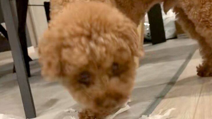 夢中でひとり遊びしている犬→振り向いたと思ったら…予想外すぎる『まさかの顔面の変化』が83万再生「声出たｗ」「かわいい一発芸」と反響(ブログ)