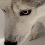 ハスキー犬をお風呂に入れた結果→まさかの『被害者面をする光景』に11万いいねの反響「恨めしそうで草」「希望失った顔してるｗ」と爆笑(ブログ)