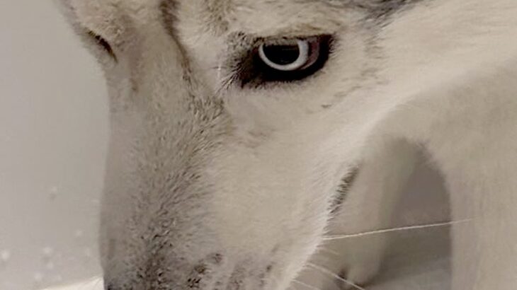 ハスキー犬をお風呂に入れた結果→まさかの『被害者面をする光景』に11万いいねの反響「恨めしそうで草」「希望失った顔してるｗ」と爆笑(ブログ)