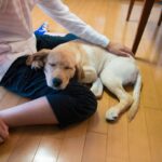 愛犬が『急に甘えてくる』ときの心理3　飼い主に伝えたいことがある？適切な対応方法まで(ブログ)