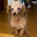 何度も人間に裏切られた『ボロボロの犬』→劣悪な環境から救い出され…思わず涙が出る『現在の光景』に反響「泣ける」「本当よかった」と2万再生(ブログ)