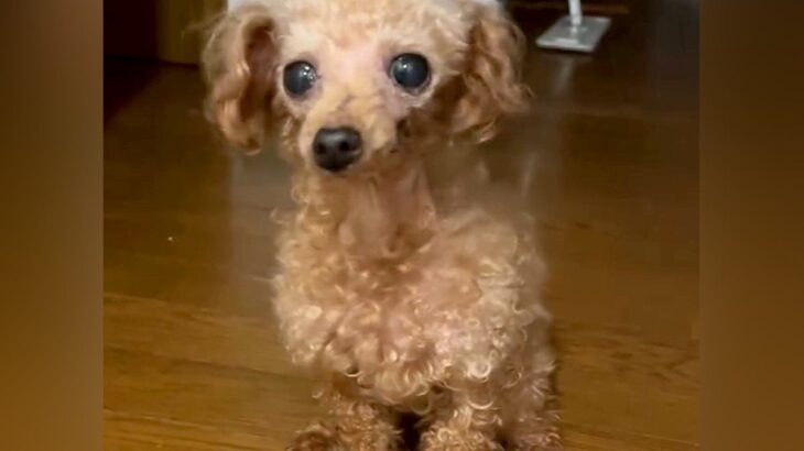 何度も人間に裏切られた『ボロボロの犬』→劣悪な環境から救い出され…思わず涙が出る『現在の光景』に反響「泣ける」「本当よかった」と2万再生(ブログ)