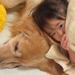 寝ている大型犬→1歳の女の子が『一緒に寝たい』と思った次の瞬間…あまりにも尊い『添い寝の仕方』が36万再生「可愛すぎ」「素晴らしい瞬間」(ブログ)