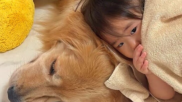 寝ている大型犬→1歳の女の子が『一緒に寝たい』と思った次の瞬間…あまりにも尊い『添い寝の仕方』が36万再生「可愛すぎ」「素晴らしい瞬間」(ブログ)