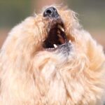 ボール遊びする犬をプロに撮影してもらった結果→全然キャッチできずに…もはや取れないでほしい『愛おしすぎる光景』に17万いいね集まる(ブログ)