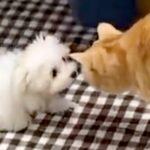 赤ちゃん犬と先住猫が出会った結果…初対面とは思えない『あまりにも尊い瞬間』に2万いいねの反響「警戒心ゼロｗ」「サイズ感にびっくり」と絶賛(ブログ)