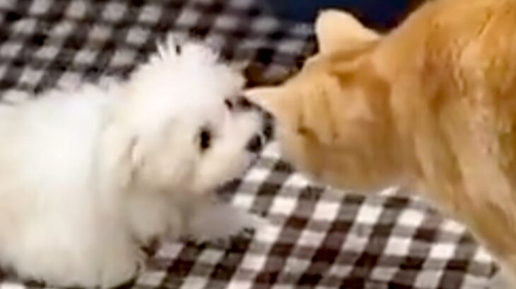 赤ちゃん犬と先住猫が出会った結果…初対面とは思えない『あまりにも尊い瞬間』に2万いいねの反響「警戒心ゼロｗ」「サイズ感にびっくり」と絶賛(ブログ)