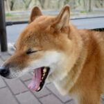 犬が『緊張しているとき』にみせる表情や仕草3つ　愛犬の不安な気持ちを和らげる方法とは(ブログ)