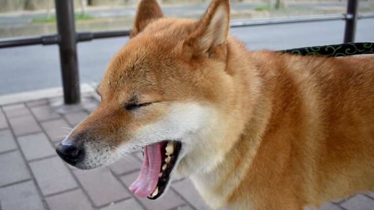犬が『緊張しているとき』にみせる表情や仕草3つ　愛犬の不安な気持ちを和らげる方法とは(ブログ)