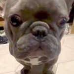 足を拭くのが苦手な犬→『おて』はしてくれるものの…まさかの『静かなる攻防』が190万再生「イヤイヤ期かな？ｗ」「怒ってても可愛い」と反響(ブログ)