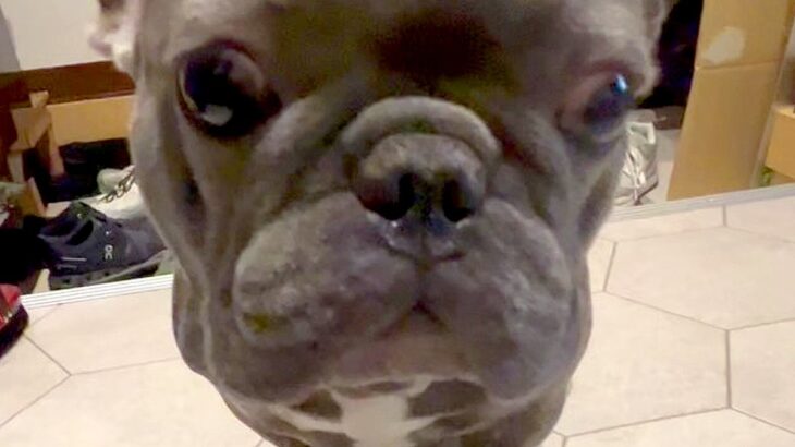足を拭くのが苦手な犬→『おて』はしてくれるものの…まさかの『静かなる攻防』が190万再生「イヤイヤ期かな？ｗ」「怒ってても可愛い」と反響(ブログ)