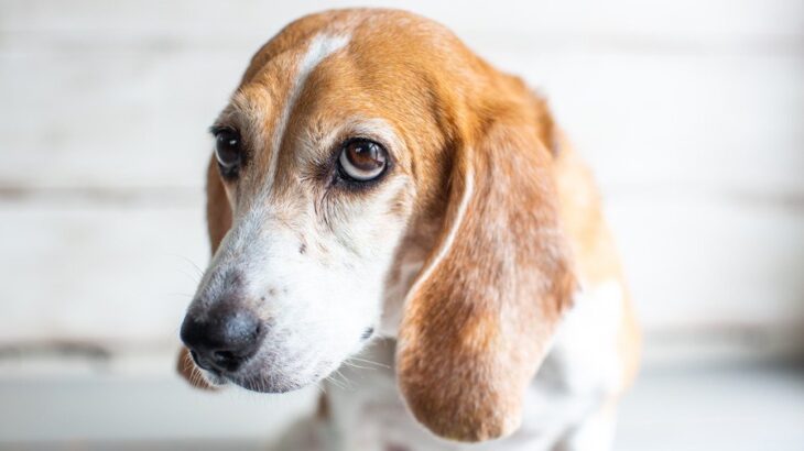 犬が『困ってるよ』と飼い主に伝えてるサイン5選　戸惑っている愛犬への正しい対応まで(ブログ)