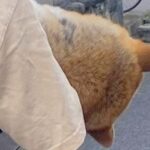『おいっ！そのワンちゃん大丈夫か？』朝、知らないおじいちゃんに声を掛けられた犬→まさかの光景に10万いいねの反響「確かに心配になるｗ」(ブログ)