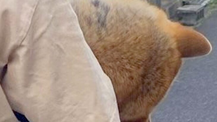 『おいっ！そのワンちゃん大丈夫か？』朝、知らないおじいちゃんに声を掛けられた犬→まさかの光景に10万いいねの反響「確かに心配になるｗ」(ブログ)