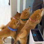 離れ離れになった兄→1ヵ月ぶりに帰省したら、4匹の犬が…愛情が爆発してしまった『熱烈歓迎』が泣けると15万再生「嬉しさ伝わる」「愛に涙」(ブログ)