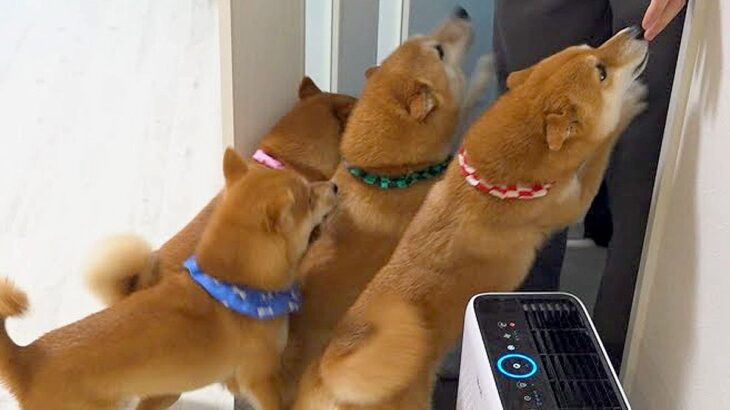 離れ離れになった兄→1ヵ月ぶりに帰省したら、4匹の犬が…愛情が爆発してしまった『熱烈歓迎』が泣けると15万再生「嬉しさ伝わる」「愛に涙」(ブログ)