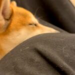 妊婦さんのお腹に頭を乗せている犬→赤ちゃんが動いた瞬間…尊すぎる『愛おしい反応』に反響「いいお姉ちゃんになる」「可愛い…癒やし」の声(ブログ)