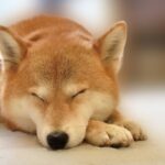 実際にあった犬の『悲惨な事故』6選　日常に潜むアクシデントやトラブルを回避する方法まで(ブログ)