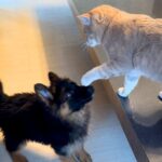 新入りの子犬に先住猫がパンチ→ケンカが始まると、兄犬が登場して…イケメンすぎる『まさかの神対応』に反響「頼もしい先輩」「兄貴」(ブログ)